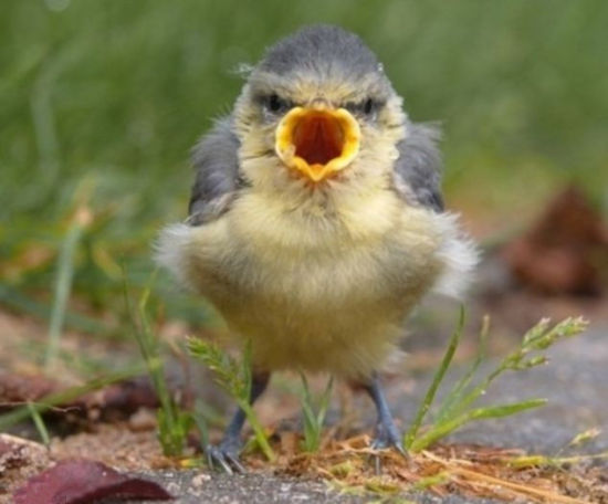 摄影师镜头里的现实版“愤怒的小鸟”
