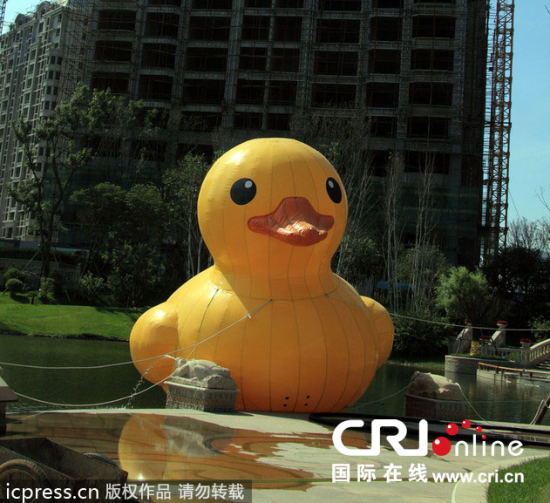 吉林省一小区养了一只“大黄鸭”