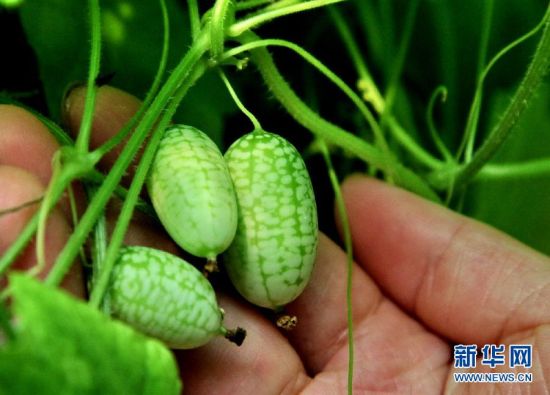 3厘米长“拇指西瓜”成功种植 一公斤160元