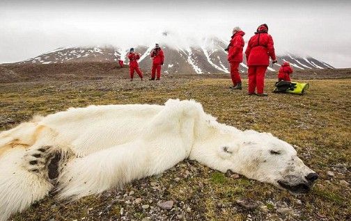 北极熊饿死瘦如地毯 气候变暖难觅食(组图)