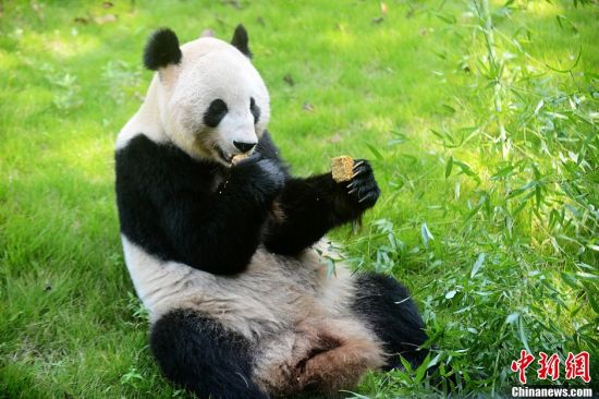 大熊猫过中秋节品尝特制“月饼”