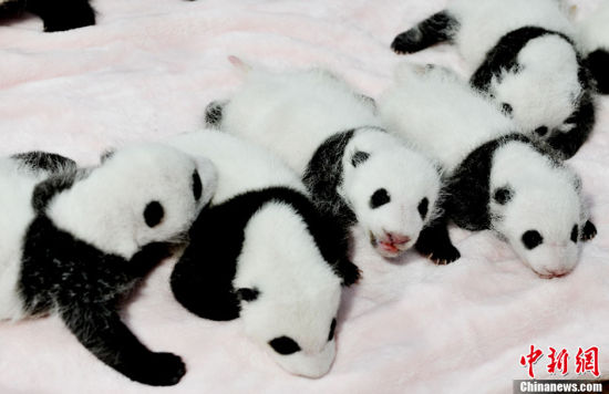 成都新生大熊猫宝宝集体亮相 萌态十足