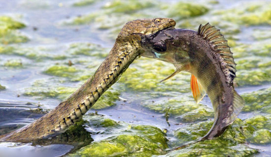 德摄影师拍蛇与鲈鱼“生死对决”