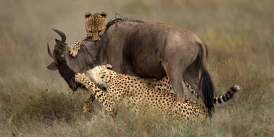 东非猎豹艰辛猎杀羚羊却被鬣狗偷食“战果”