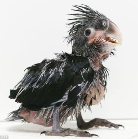最丑鹦鹉诞生:黑白羽毛如同补丁 嘴巴巨大_新