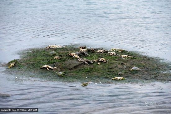 青岛爆燃事故后海洋污染显现 虾蟹大量死亡