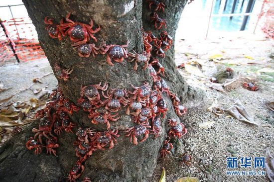 直击澳洲红蟹大迁徙：千万只红蟹浩荡来袭(图)