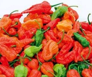 世界上最辣的辣椒_世界上最辣的辣椒排名,有的辣死过人