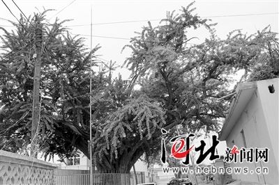 秦皇岛2200岁银杏树每年尚能结果百公斤_新浪