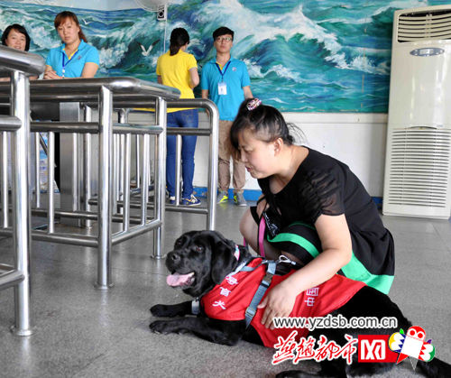 导盲犬珍妮进景区遭拒痛心流泪_新浪秦皇岛