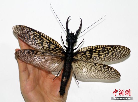 四川发现世界最大水栖昆虫 翅展达21厘米