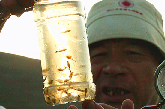 新疆阿尔泰地区发现活化石“仙女虾”