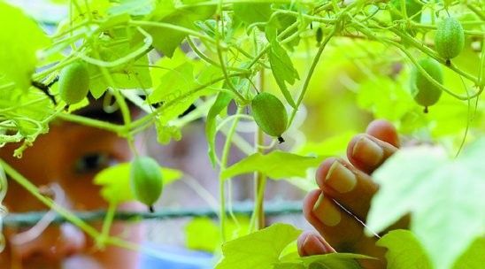 唐山市民成功种植拇指西瓜 内瓤青绿色口感甜