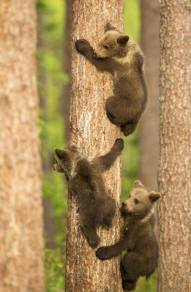 棕熊幼崽趁熊妈打盹顽皮爬树