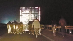 运驴车遇事故，群驴高速上“散步”。 