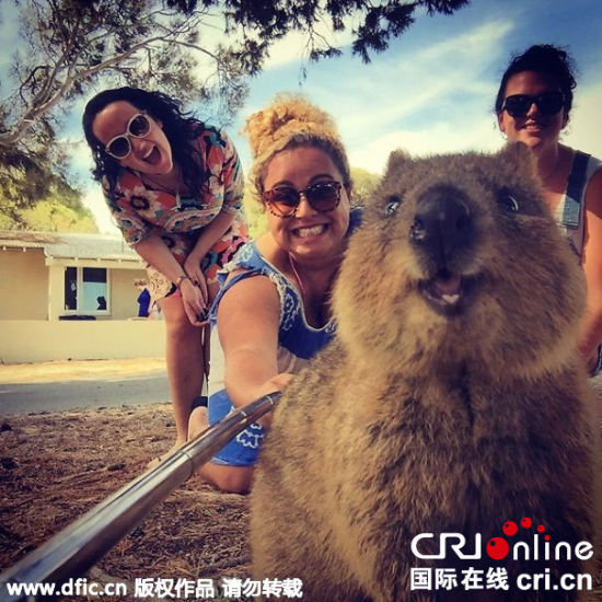 澳短尾矮袋鼠爱与游客自拍 甜美微笑抢镜