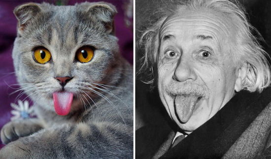 酷似爱因斯坦折耳猫走红 吐舌俏皮可爱