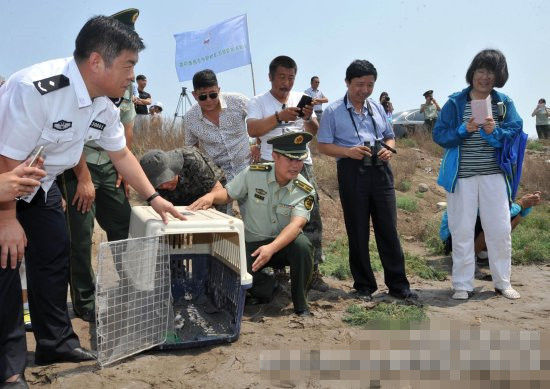 在唐津两地护鸟人士的见证下，20只人工孵化的环颈鸻被放归自然。 本报记者 闫军 摄 