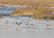 上千只赤麻鸭青龙河集结越冬